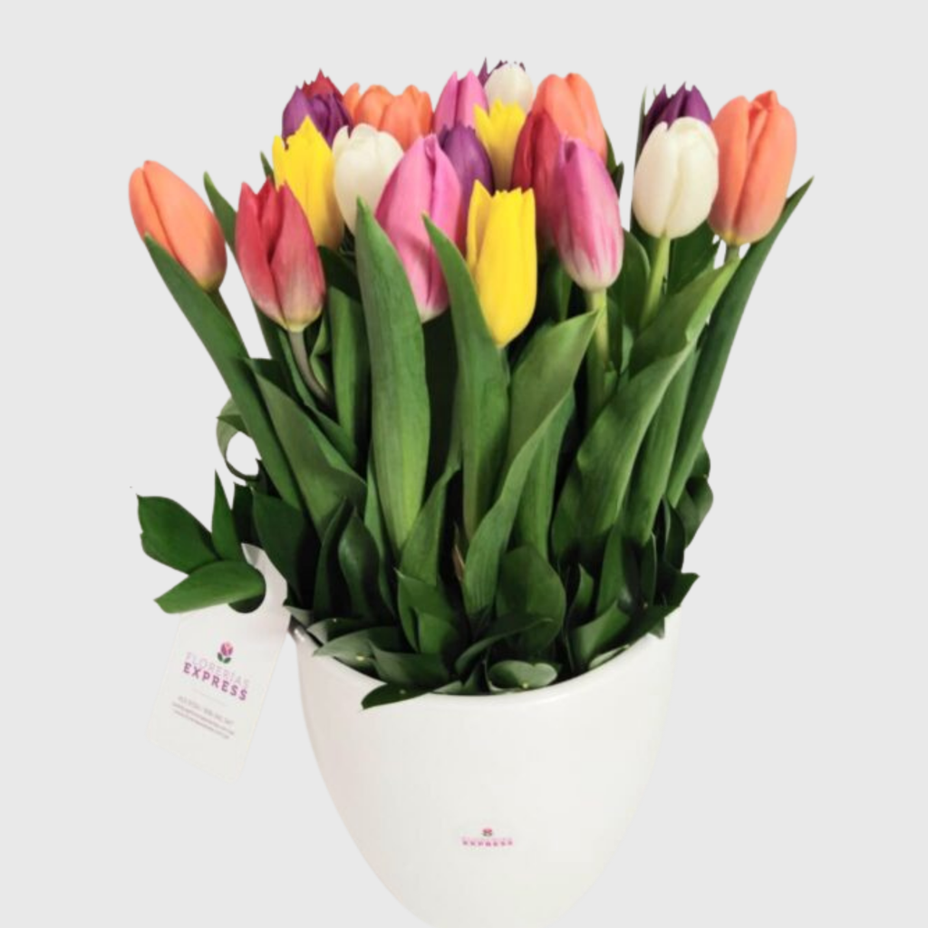 C4 - Bowl 20 Tulipanes