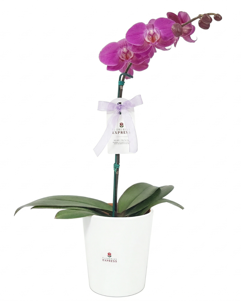 F2 - Orquídea Morada / Lila. Alt aprox. 60 cm