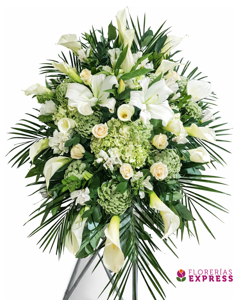 Lágrima parante 6 - 1.50 mt