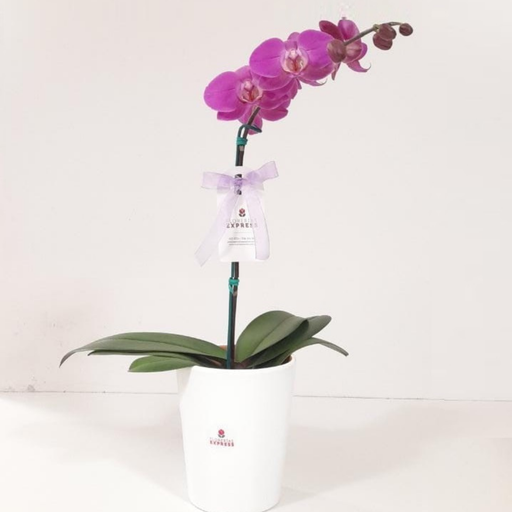 Orquídea Morada / Lila. Alt aprox. 60 cm