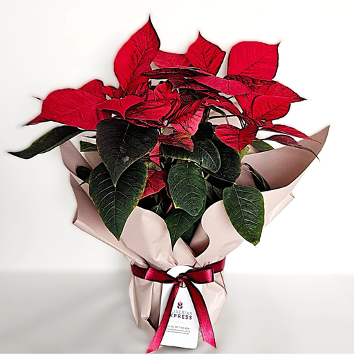 A - Poncieta - Planta Navideña