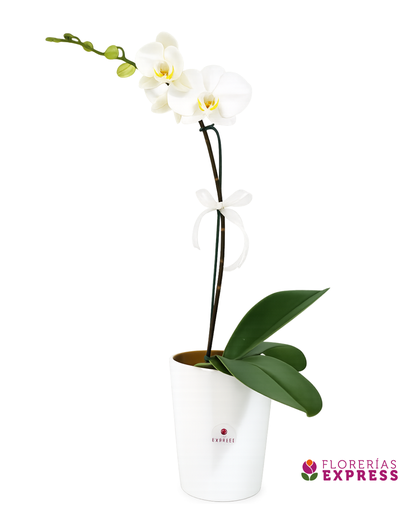 F1 - Orquídea Blanca - Alto aprox 60 cm