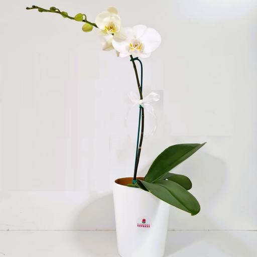 Orquídea blanca. Alto aprox 60 cm